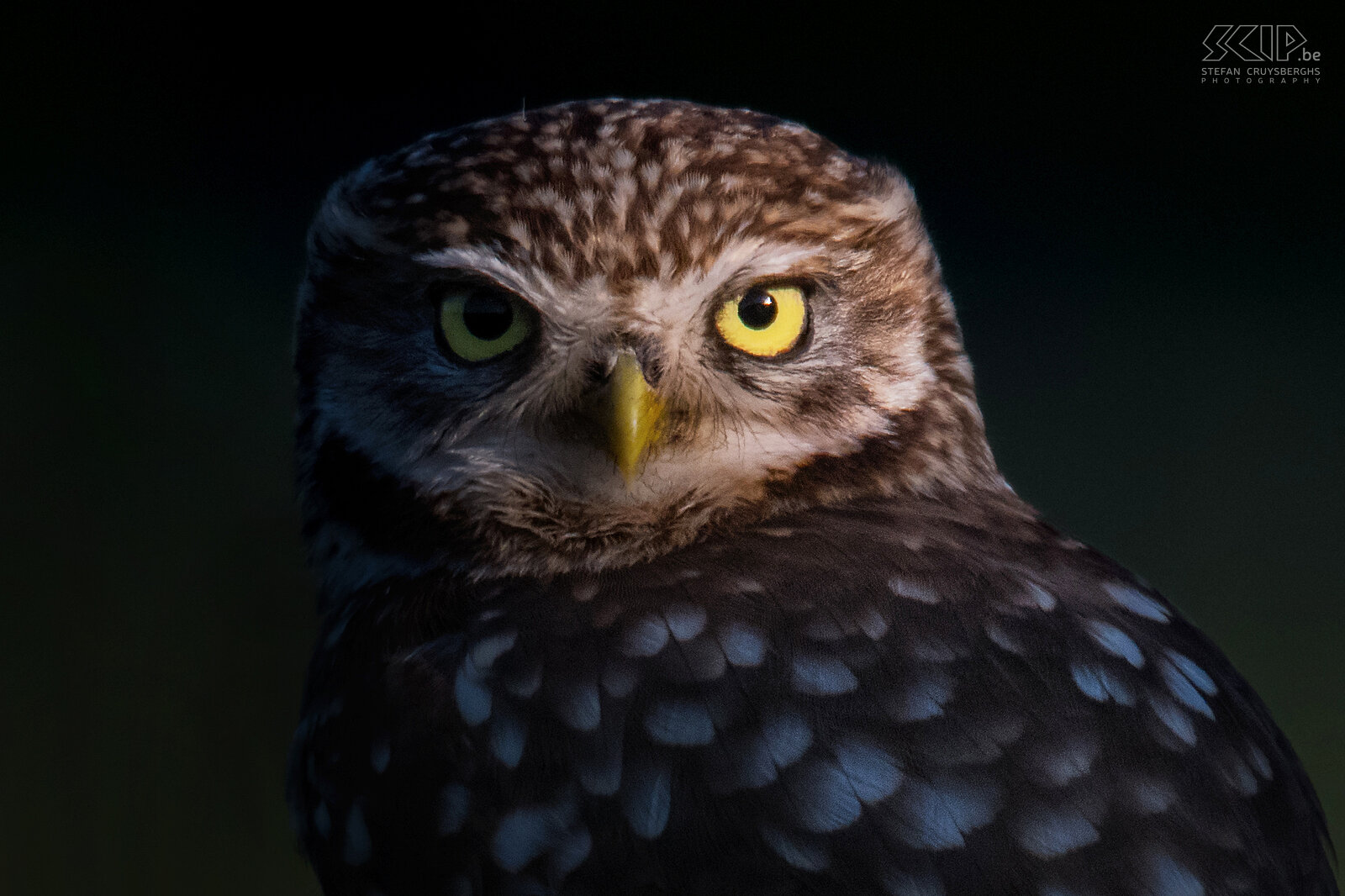 Closeup little owl The little owl is mainly nocturnal and can be found in a wide range of habitats including farmland, woodland, heathland, … It feeds on insects and small vertebrates like mices. Stefan Cruysberghs